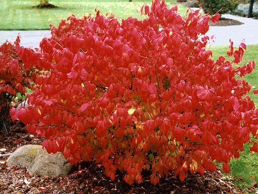 10 Dwarf Burning Bush Plants, Euonymus alatus, Hardy Bare Root, Compact Shrubs, Fall Foliage 4-10" tall