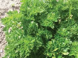1000 Seeds Triple Curled Parsley (Petroselinum crispum) - Flavorful Herb for Culinary & Ornamental Use