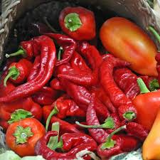 20 Jimmy Nardello Pepper Seeds – Sweet Italian Frying Pepper – Heirloom, Non-GMO
