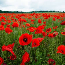 1000 Seeds Poppy TURKISH TULIP Red & Black Huge Flowers - Papaver spp. Non-GMO, Pollinator Friendly, Vibrant Garden Blooms, Spring Planting
