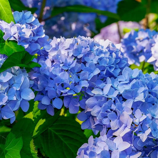 Blue Hydrangea Plants | 3-5” Fully Rooted Cuttings | Live Plant | Gorgeous Blooms | Color Change |