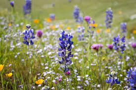 Lupinus Bicolor Mini Lupine Seeds – 25+ Compact Wildflowers for Pollinators & Gardens