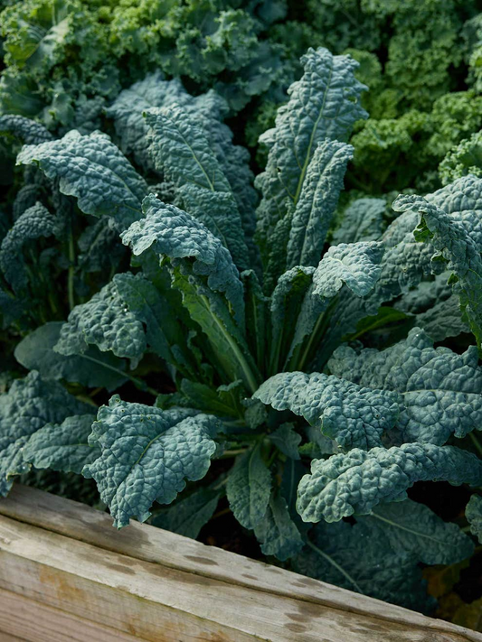 1,000 Lacinato Kale Seeds – Non-GMO Heirloom, Dinosaur Kale, Cold Hardy,