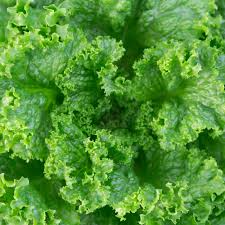 1000 Grand Rapids Lettuce Seeds – Lactuca sativa – Heirloom Leaf Lettuce, Fast-Growing, Crisp & Tender, Non-GMO, Cold Hardy
