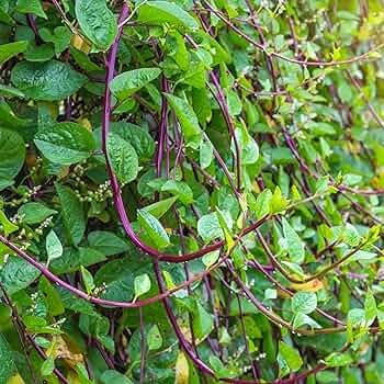 500mg Malabar Spinach Red Stem Seeds Basella alba | Heat-Tolerant, Non-GMO, Climbing Green, Nutritious Leaves, Unique Vegetable