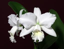 Cattleya Hawaiian Wedding Song 'Virgin' Orchid | Live Small Starter Plant | White Fall Blooms | Tropical Indoor/Outdoor