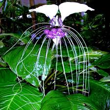 10 White Bat Orchid Flower Seeds (Tacca integrifolia) – Exotic Tropical Houseplant, Rare Bat Shape Flower