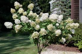 Live Pee Gee Hydrangea Cuttings (8+) | Fresh Unrooted Clones with Rooting Instructions |