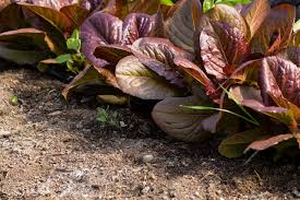 1000 Rouge De Hiver Lettuce Seeds – Lactuca sativa – Heirloom Romaine, Red-Tinted Leaves, Cold Hardy, Non-GMO, Sweet & Tender