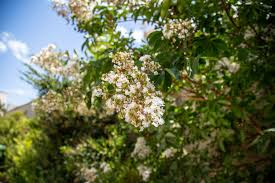 8 Fragrant Tea Olive Osmanthus Fragrans Live Cuttings 8”+ - Sweet Tea Evergreen, Fast-Growing, Aromatic, Edible Flowers