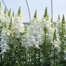 Antirrhinum majus Legend White Snapdragon Seeds – 1000+ Elegant Double Blooms for Garden & Cut Flowers