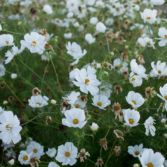 200+ Psyche White Cosmos Seeds – Frilly Double White Blooms for Garden Planting, Cottage-Style Annuals for Beds & Pollinators – USA