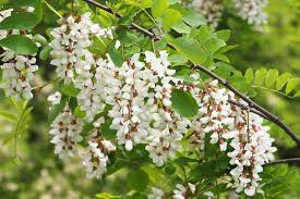 Flowering Black Locust Tree | Robinia pseudoacacia | Live Bare Root Plant 2-3' Tall | Fast-Growing Tree for Zones 4-8