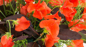 50+ Henry Eckford Sweet Pea Seeds – Fragrant Orange-Pink Blooms for Garden Planting, Climbing Vines for Trellises – USA