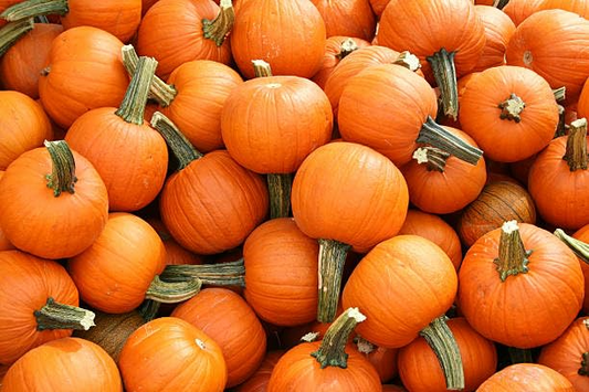 25 Wee-B-Little Pumpkin Seeds - AAS Winner, Non-GMO, Heirloom, Mini Pumpkins