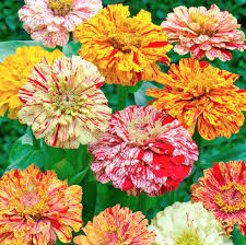 100 Seeds Zinnia Candy Striped Heirloom Double Flowers, Striped Blooms, Non-GMO, Vibrant Garden Accent, Perfect for Cut Flowers