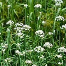 300mg Garlic Chives Seeds Allium tuberosum | Heirloom, Non-GMO, Perennial Herb, Edible Leaves & Flowers, Easy to Grow, Pollinator-Friendly
