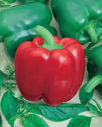 30 Seeds California Wonder 300 Sweet Bell Pepper – Capsicum annuum, Classic Sweet Bell Pepper