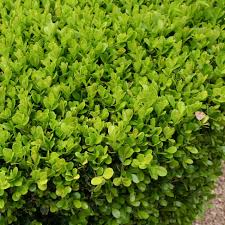 12 Japanese Boxwood Unrooted Cuttings | Buxus microphylla, Bush Hedge Plant, Evergreen Shrub for Garden
