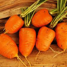 Oxheart Carrot Seeds | Heirloom Non-GMO | Sweet & Crisp | 5-6 Inch Roots | USDA Zones 2-10 |