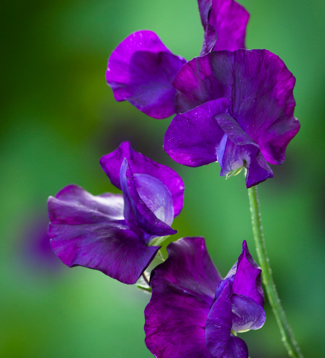 Andrea Robertson Sweet Pea Seeds – 50+ Rich Rose-Pink Blooms – Climbing Flower Vine for Bouquets, Trellises & Cottage Gardens – USA