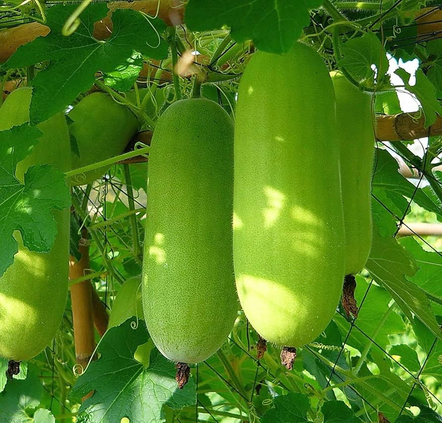 10 Seeds Wax Gourd Wintermelon (Benincasa hispida) – Non-GMO, Heirloom, Edible, Easy to Grow, Perfect for Garden Planting & Fresh Harvests