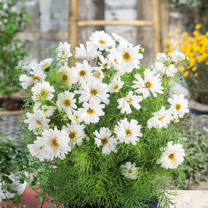 200+ Double Click White Knight Cosmos Seeds – Frilly White Double Blooms for Garden Planting, Cottage Gardens & Cut Flowers – USA