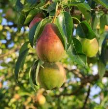 Ayers Pear Tree 12-18” Bare-Root | Heirloom Fruit Tree | Sweet Dessert Pears | Hardy & Disease-Resistant