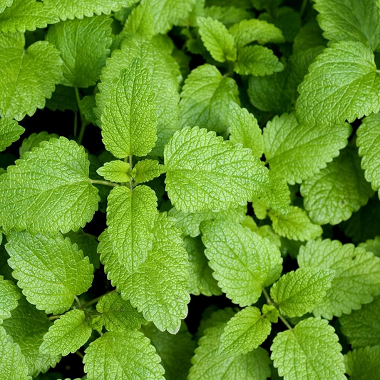 Lemon Balm Seeds | Heirloom Non-GMO | Lemon-Mint Scent | 25-48 Inches Tall | USDA Zones 3-9 |