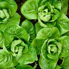1000 Little Gem Lettuce Seeds – Lactuca sativa – Sweet Mini Romaine, Crisp Texture, Heirloom, Non-GMO, Compact Growth, Easy to Grow
