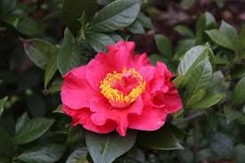 Dr. JC Raulston Camellia Japonica Starter Plant | Rare Red Variety | Live, Well-Rooted Plant | Shade-Loving Ornamental Shrub