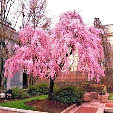 1 Weeping Cherry Tree, 2-3 Ft Tall, Live Flowering Tree, Ready to Plant, Prunus subhirtella