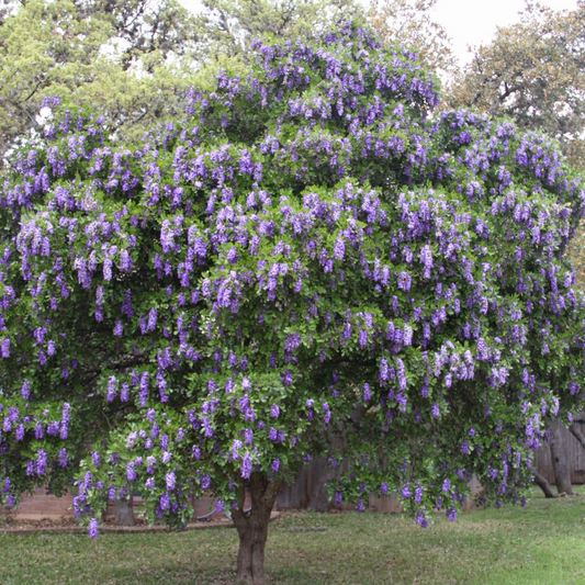 5 Texas Mountain Laurel Tree Seeds (Sophora secundiflora) – Fragrant Purple Blooms, Drought Hardy