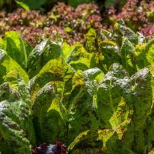 1000 Freckles Romaine Lettuce Seeds – Heirloom, Non-GMO, Speckled Red & Green Leaves