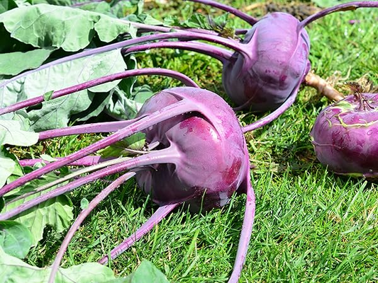 500mg Kohlrabi Purple Vienna Seeds | Brassica oleracea | Heirloom, Non-GMO | Nutritious & Easy-Grow