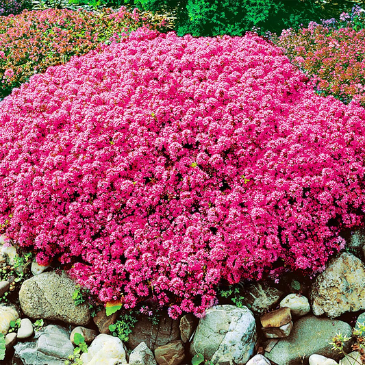 1000 Seeds Creeping Thyme Scarlet Red Ground Cover, Perennial, 4" Height, Perfect for Rock Gardens, Low Maintenance, Drought-Tolerant