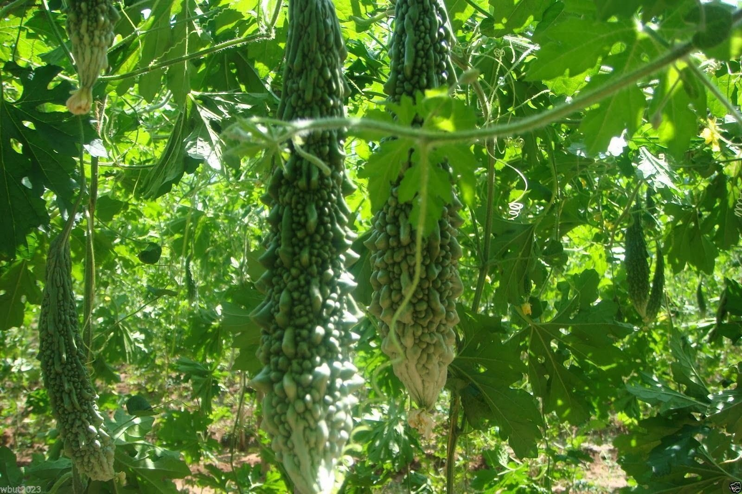 Bitter Gourd Futo Spindle Seeds – 5 Seeds for Planting, High Yield, Vigorous Vine, Heat Tolerant, Garden & Trellis Growing