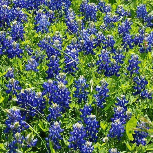 50 Texas Bluebonnet Seeds, Lupinus texensis, Wildflower, Sun/Partial Shade, Heirloom, Non-GMO, Native to Texas, Vibrant Blue Blooms
