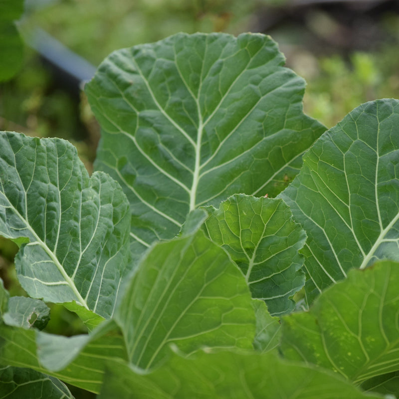 300 Seeds Collard Vates – Brassica oleracea | Heirloom Collard Greens for Planting, Gardening & Nutritious Harvests