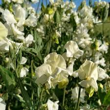 Jilly Sweet Pea Seeds – 50+ Seeds – Creamy White Blooms for Trellises, Cottage Gardens, Wedding Florals & Cut Flower Beds – USA