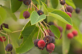 15 Seeds Serviceberry (Amelanchier arborea) | Edible Berries & Spring Blooms | Wildlife-Friendly, Drought-Tolerant, Native Tree