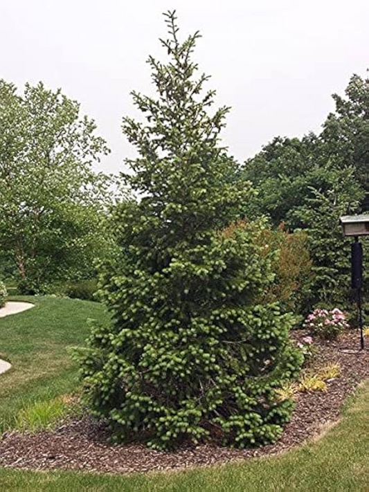 1 Bare Root Live Plant Rocky Mountain Douglas-fir Tree, Pseudotsuga menziesii, Hardy Evergreen for Landscaping