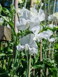 Mary Priestley Sweet Pea Seeds – 50+ Elegant White Blooms – Climbing Flower Vine for Trellises, Bouquets, Weddings & Cottage Gardens – USA