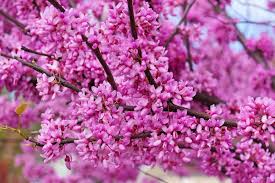 10 Seeds Cercis Gigantea, Giant Redbud Tree, Rare Ornamental Deciduous Tree with Pink Blossoms