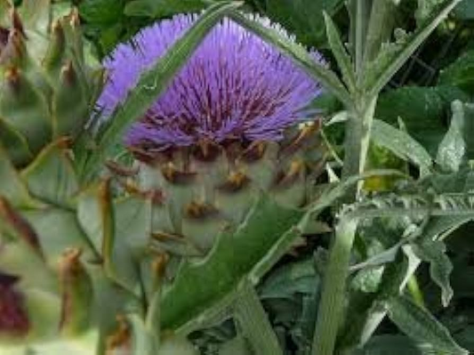 Bianco Avorio Cardoon Seeds, Cynara cardunculus, 2-6 Feet Tall, Artichoke-Flavored Stems, Heirloom, USDA Zones 6-11, Non-GMO