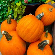 15 Seeds New England Pie Pumpkin (Cucurbita pepo) – Ideal for Baking and Fall Harvest