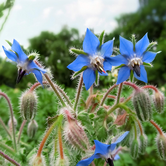 Borage Herb Seeds – 1g for Planting, Edible Blue Flowers, Pollinator-Friendly, Fast Growing, Great for Salads, Teas & Cottage Gardens