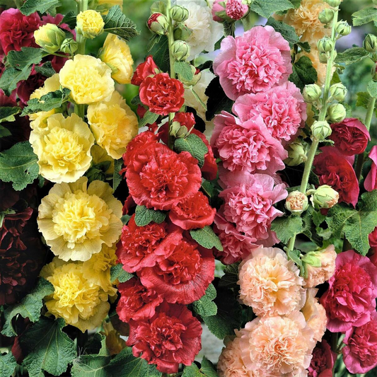 100 Seeds Hollyhock Chater's Double Mix Peony Flowered Blooms - Biennial Non-GMO, Alcea Rosea, Beautiful Garden Flowers, Hardy, Easy to Grow