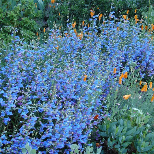100 mg Seeds Penstemon Cyaneus (Blue Beardtongue) for Planting | Stunning Perennial Wildflower for Pollinator Gardens & Landscapes