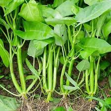 120pcs Water Spinach 'Kong Xin Cai' Seeds | Fast-Growing Asian Green | Non-GMO & Heirloom